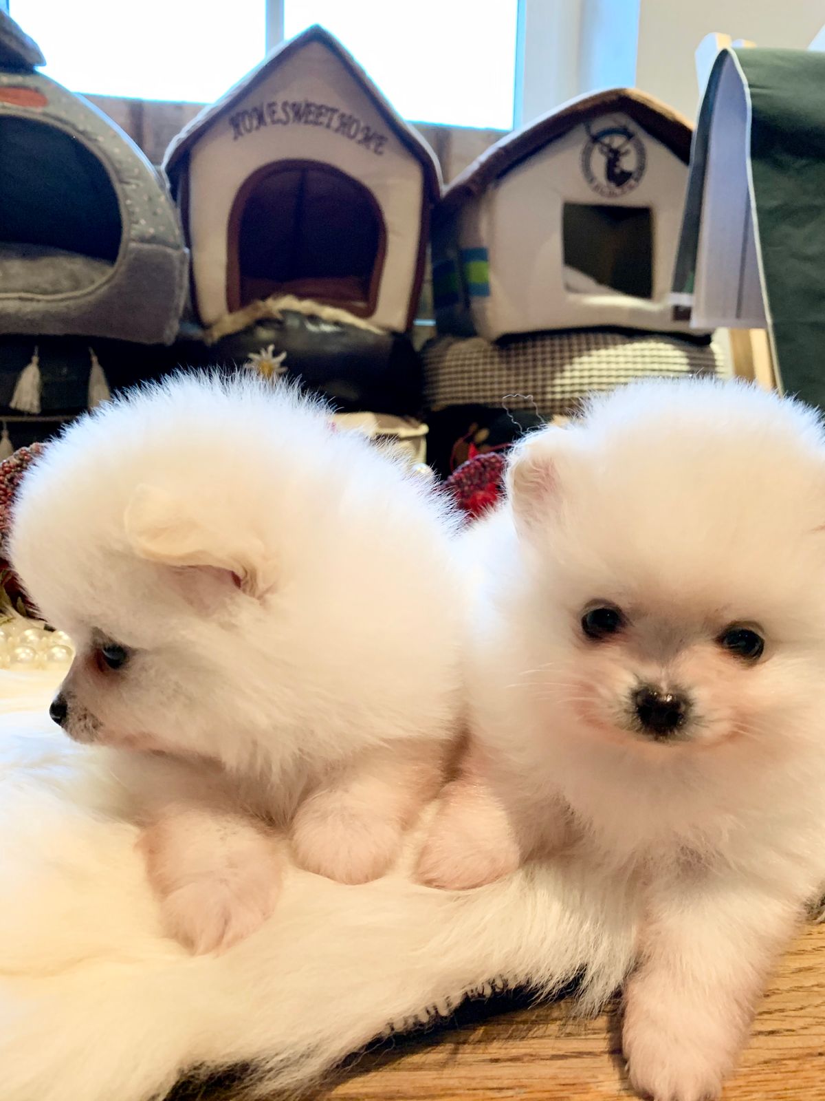 Chihuahua, Pomeranian, Imperial Shih Tzu Welpen vom