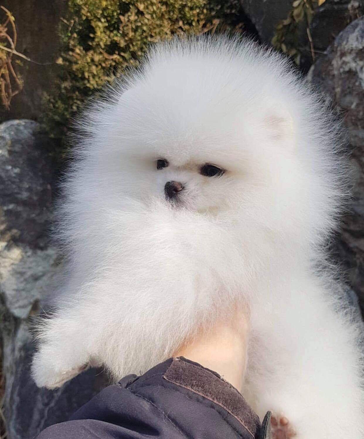 Chihuahua, Pomeranian, Imperial Shih Tzu Welpen vom