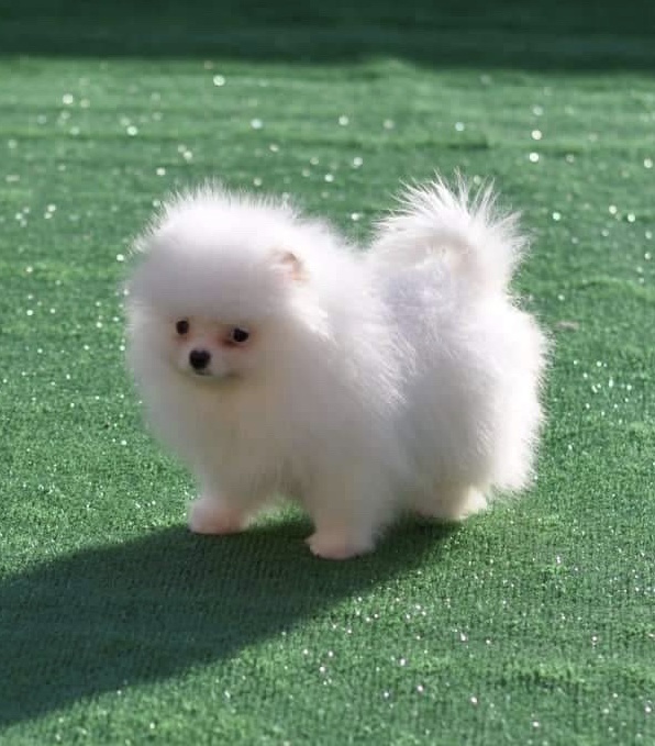 Chihuahua, Pomeranian, Imperial Shih Tzu Welpen vom