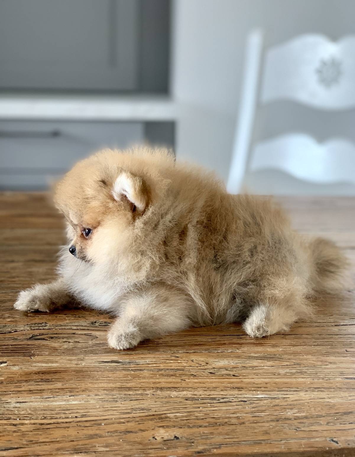 Chihuahua, Pomeranian, Imperial Shih Tzu Welpen vom