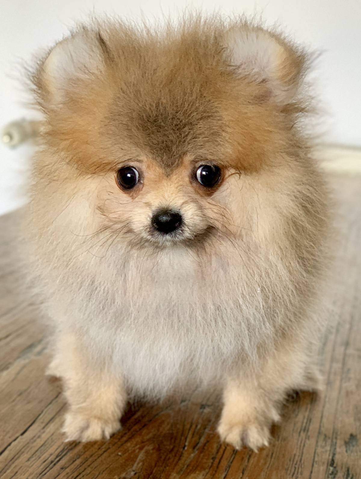 Chihuahua, Pomeranian, Imperial Shih Tzu Welpen vom